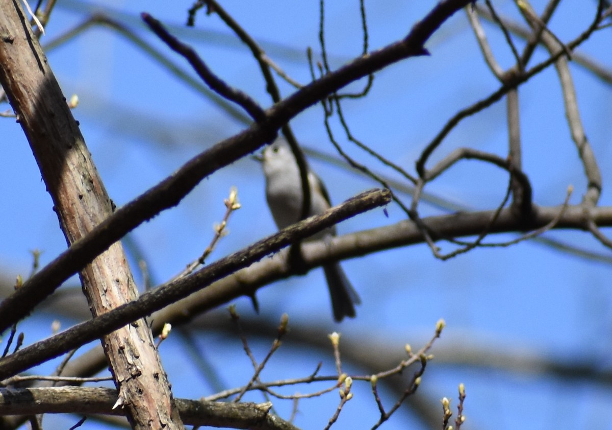 Tufted Titmouse - ML632676033