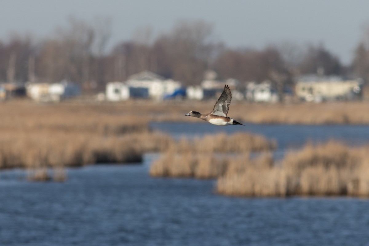 American Wigeon - ML632676293