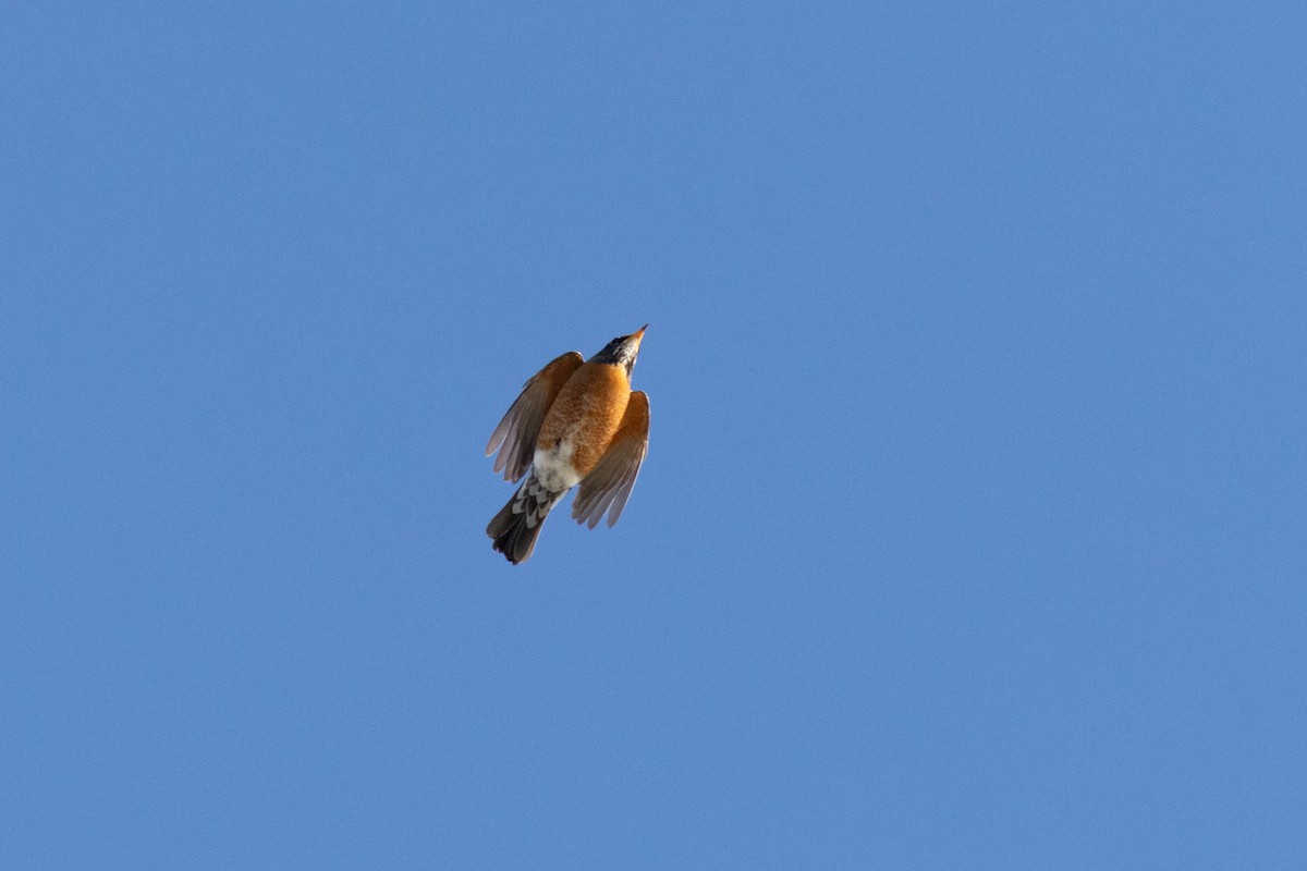 American Robin - ML632676307