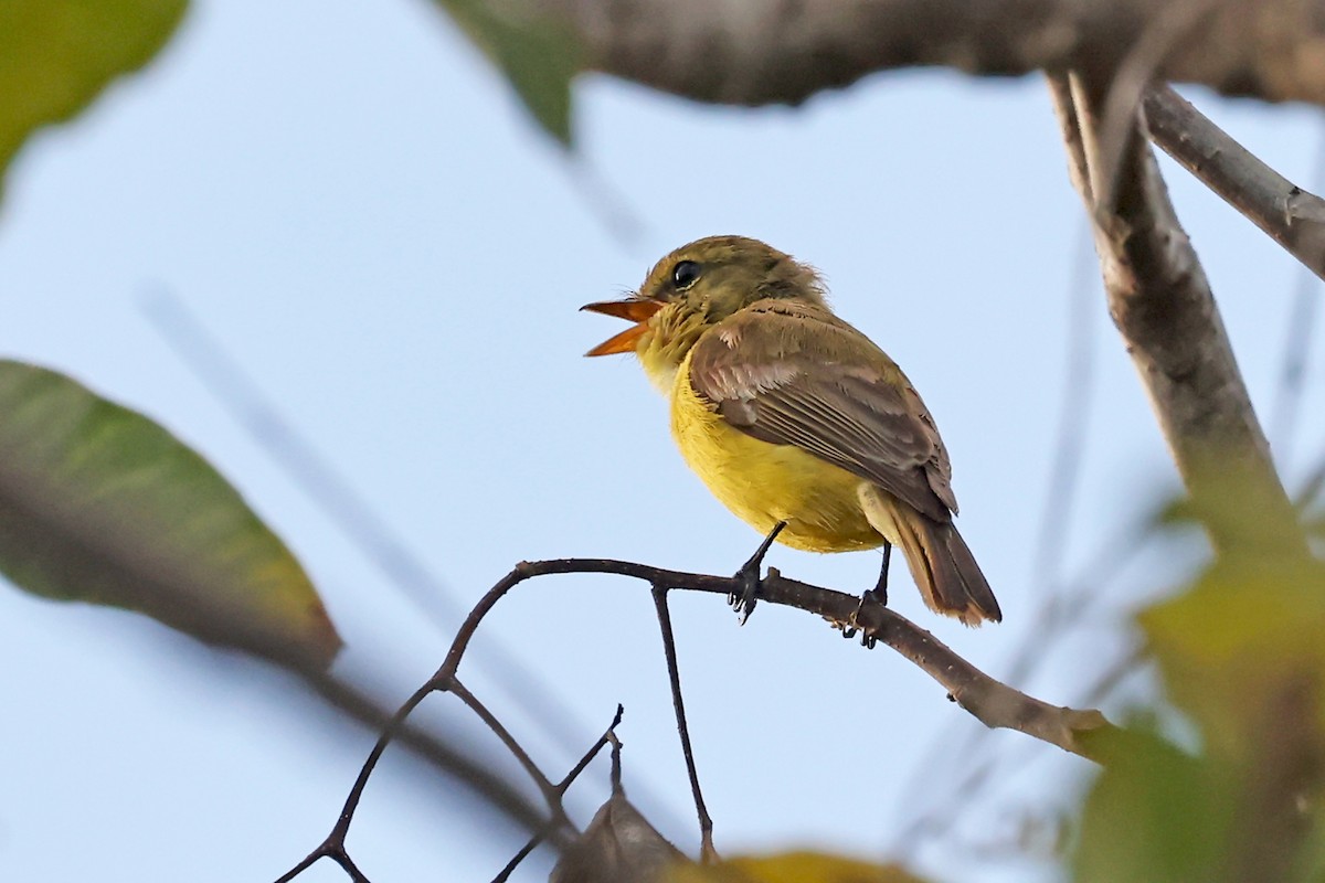 Golden-bellied Flyrobin - ML632676331