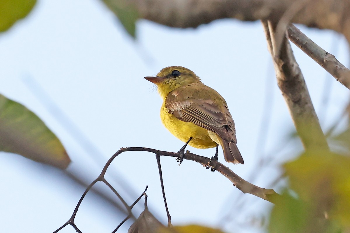 Golden-bellied Flyrobin - ML632676333