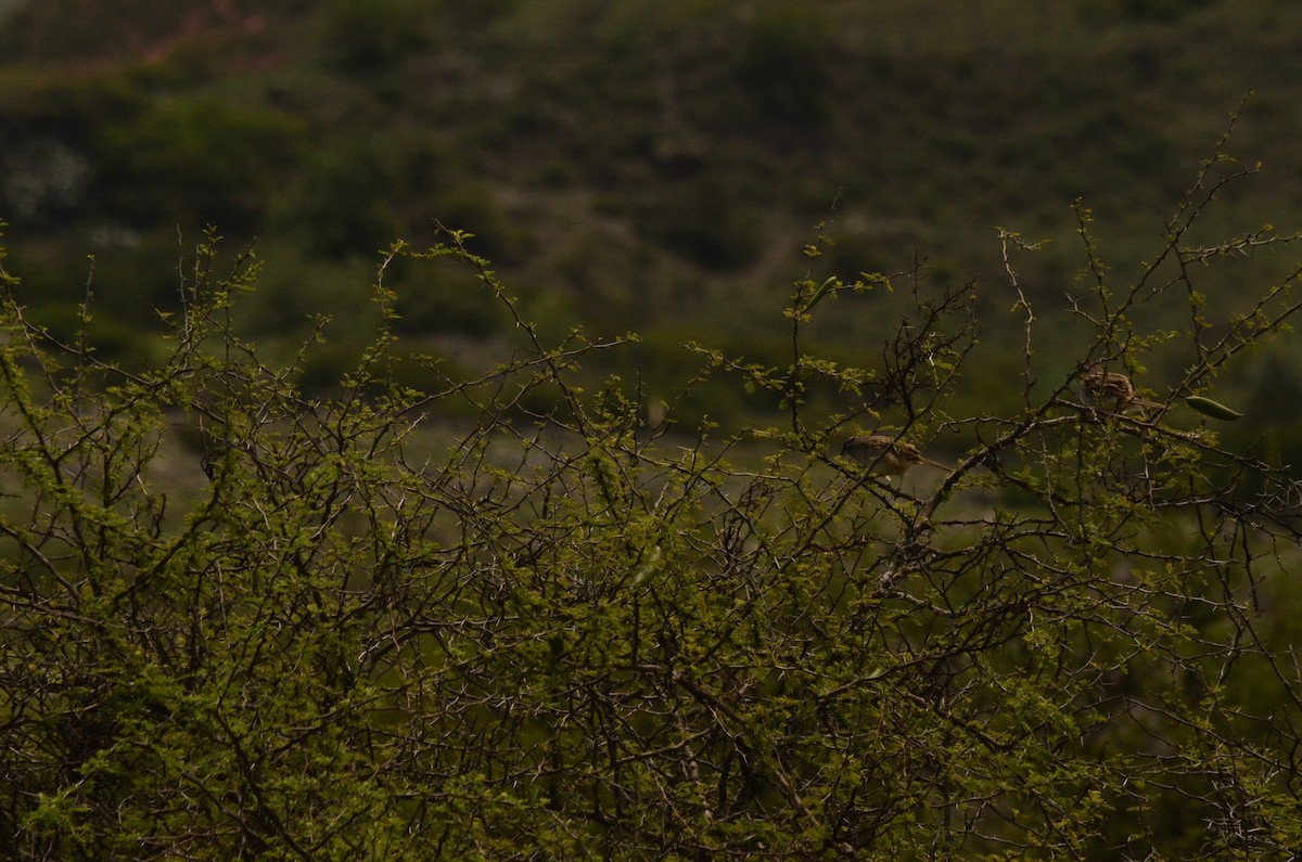 Yungas Sparrow - ML632676414
