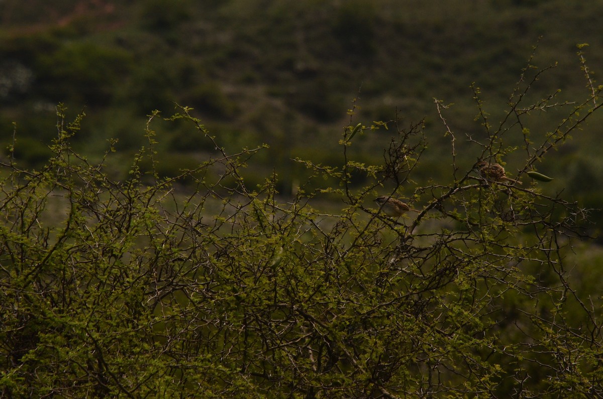 Yungas Sparrow - ML632676421