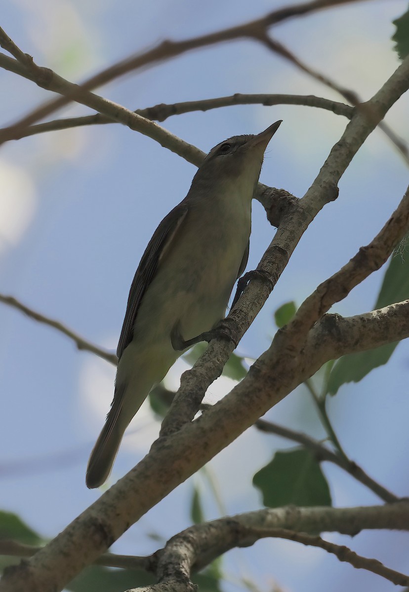 sangvireo - ML632676614