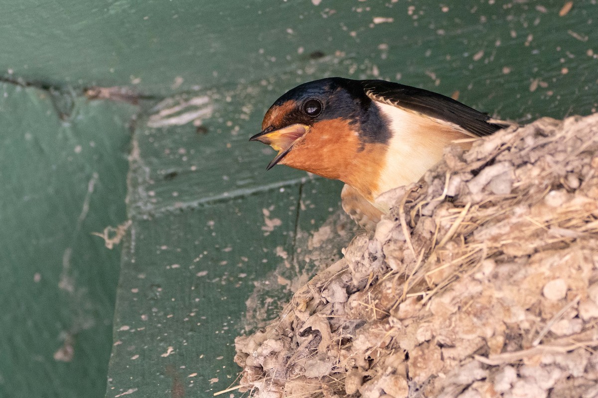 Golondrina Común - ML632676753