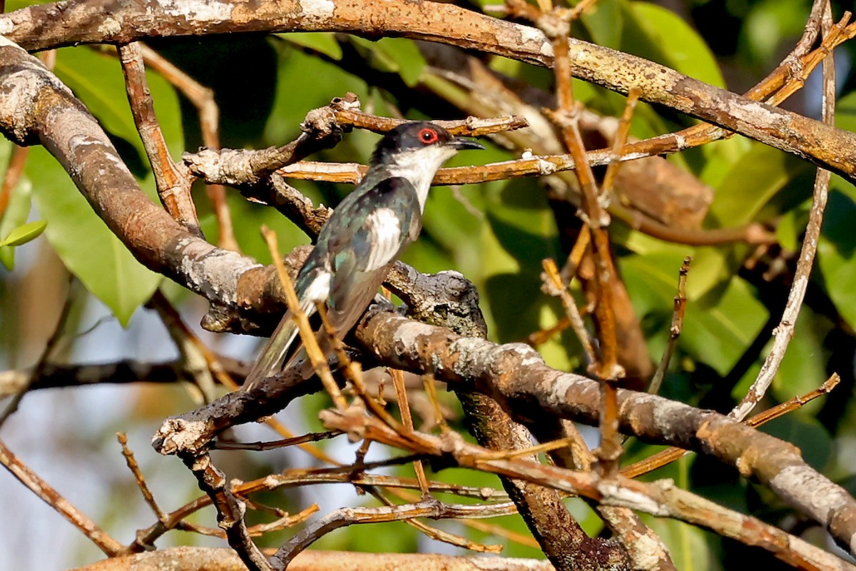 Pied Bronze-Cuckoo - ML632676757