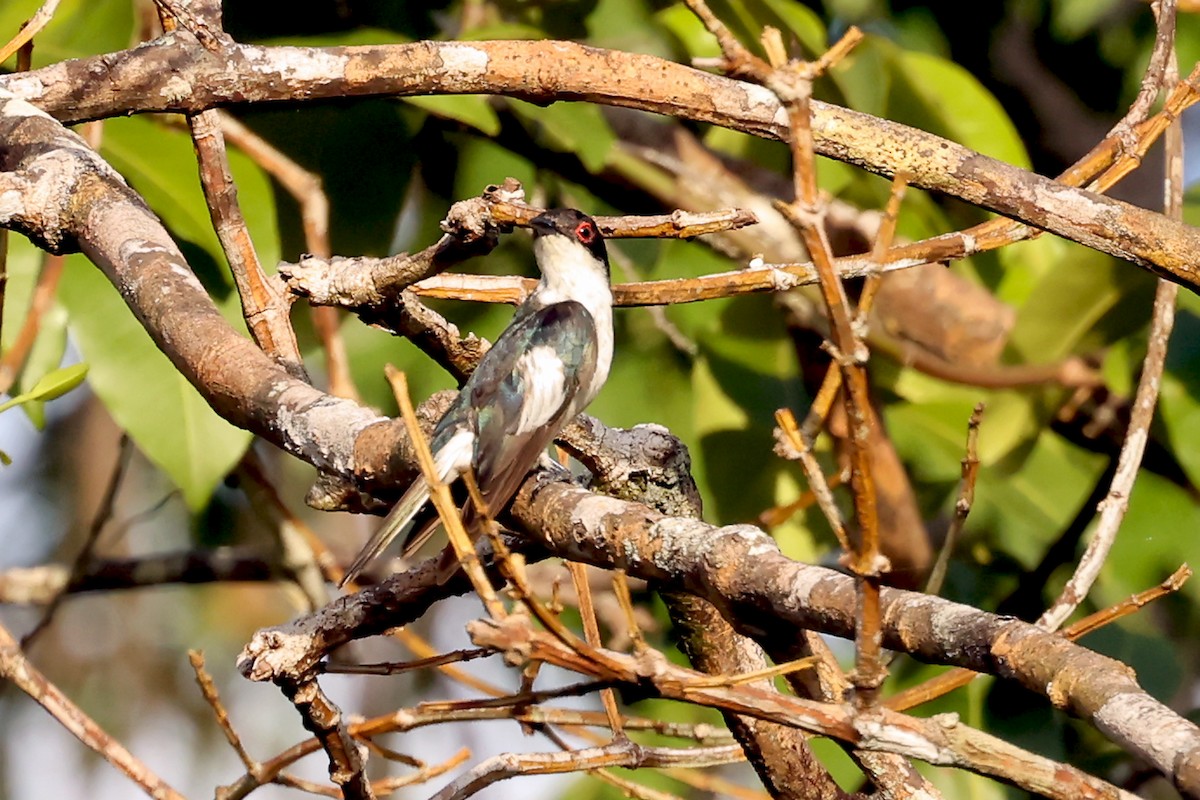 Pied Bronze-Cuckoo - ML632676758