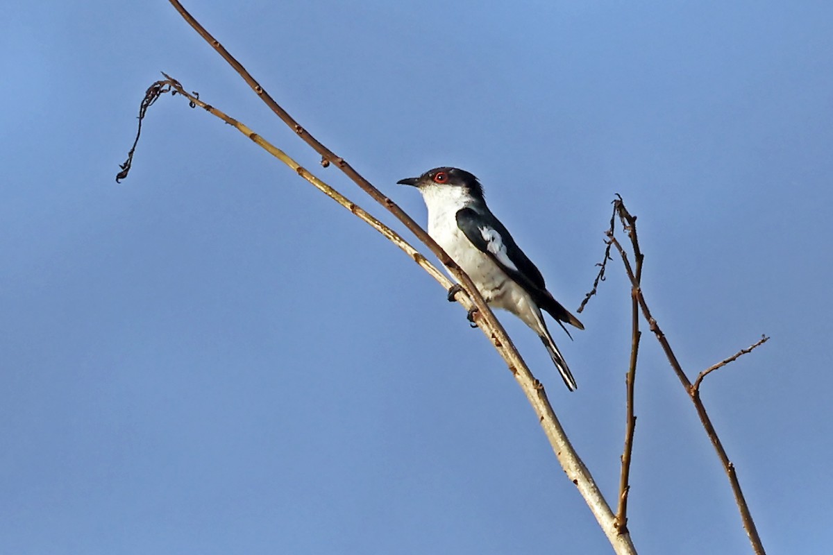 Pied Bronze-Cuckoo - ML632676762