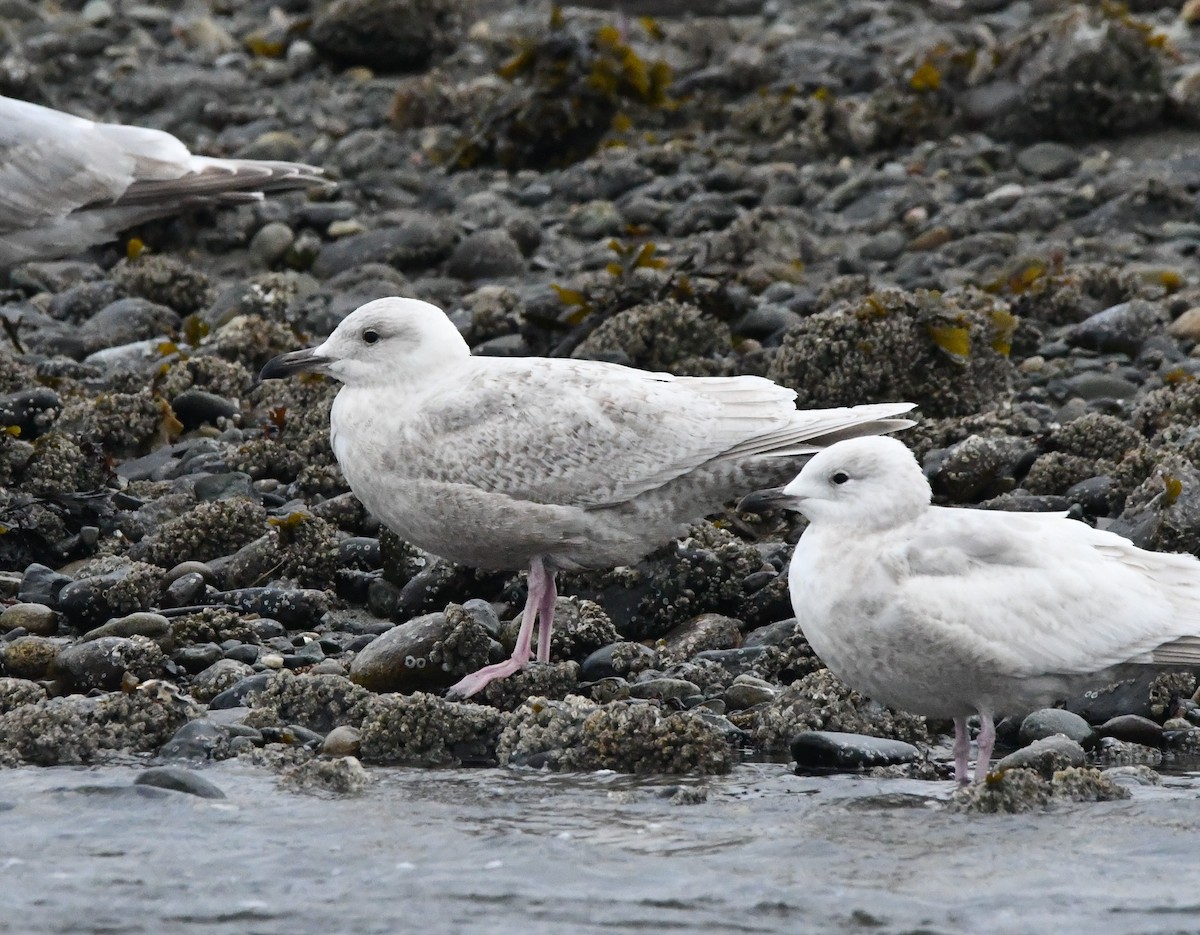 Glaucous x Glaucous-winged Gull (hybrid) - ML632676862