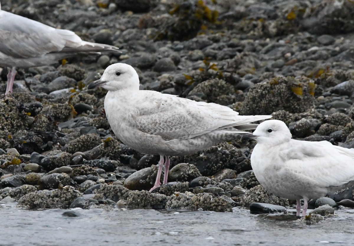 Glaucous x Glaucous-winged Gull (hybrid) - ML632676870