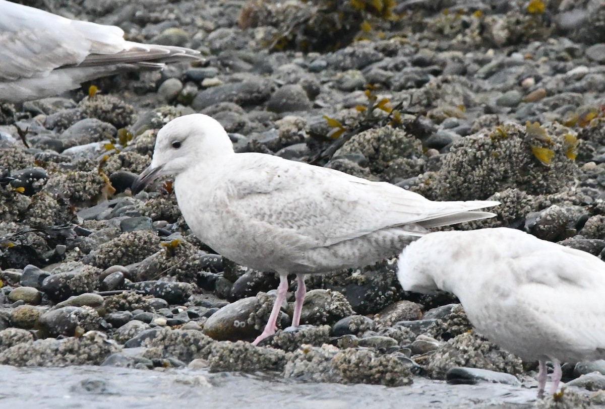Glaucous x Glaucous-winged Gull (hybrid) - ML632676878
