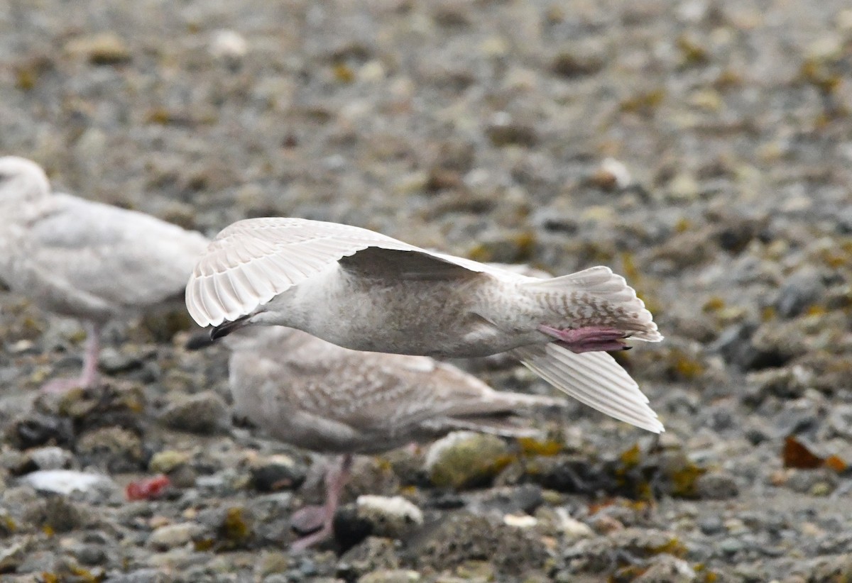 Glaucous x Glaucous-winged Gull (hybrid) - ML632676897