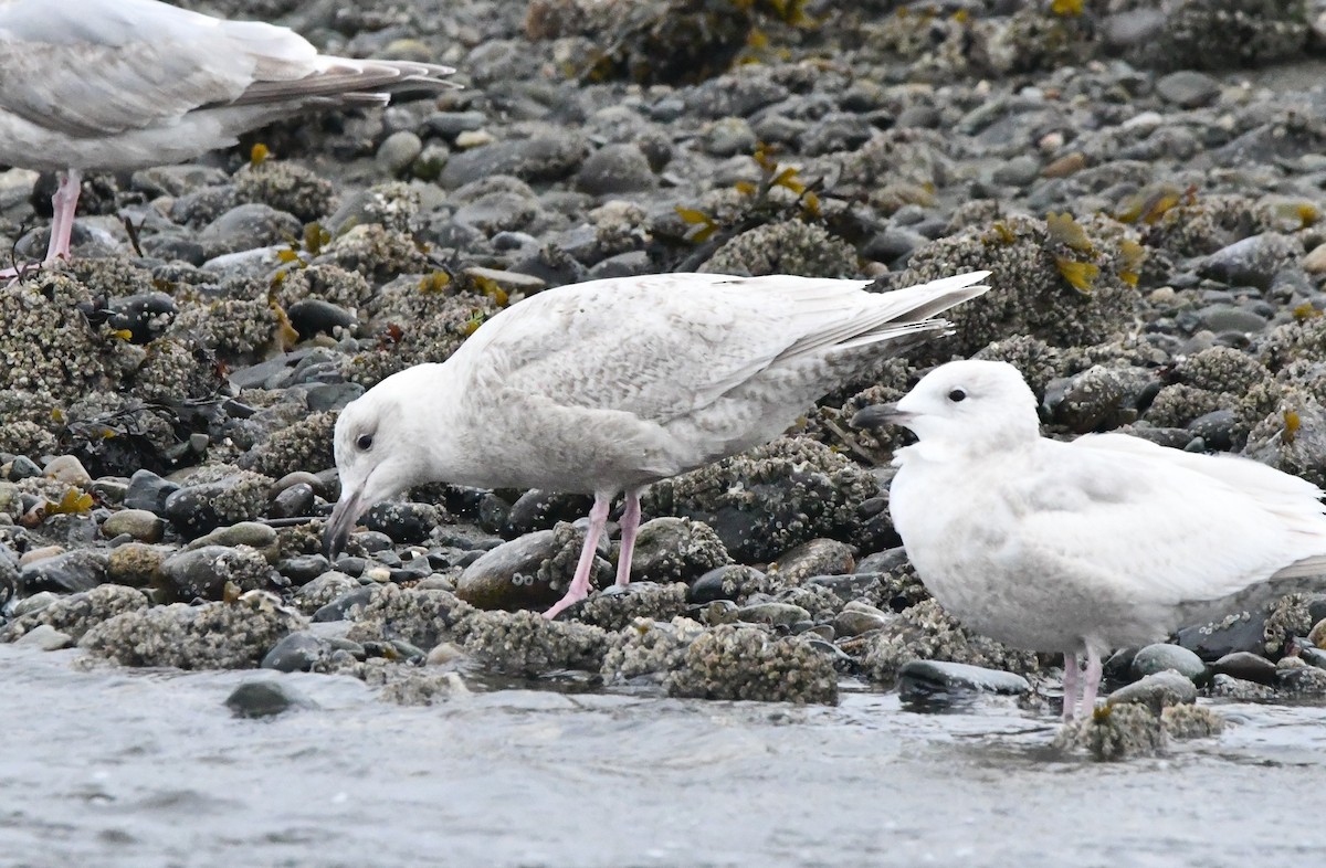 Glaucous x Glaucous-winged Gull (hybrid) - ML632676898