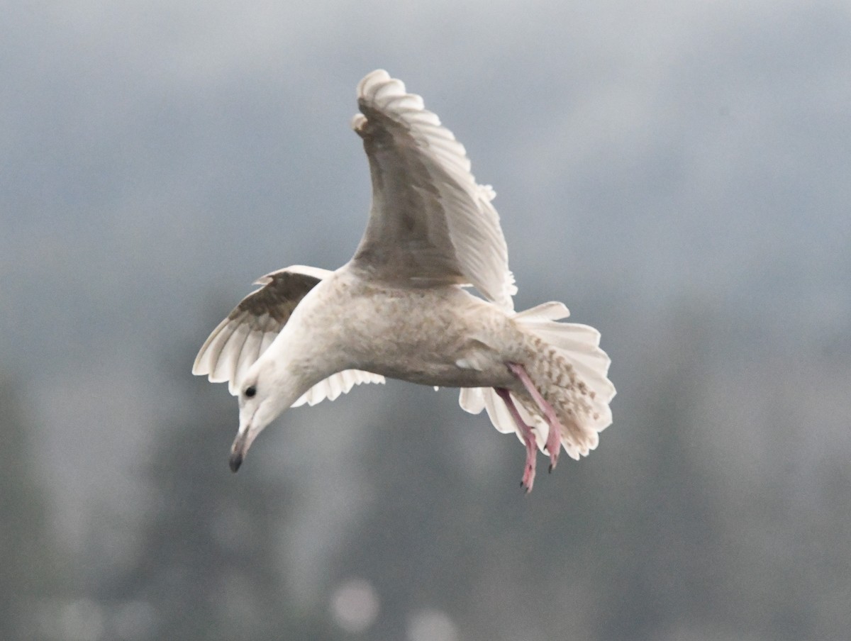 Glaucous x Glaucous-winged Gull (hybrid) - ML632676899