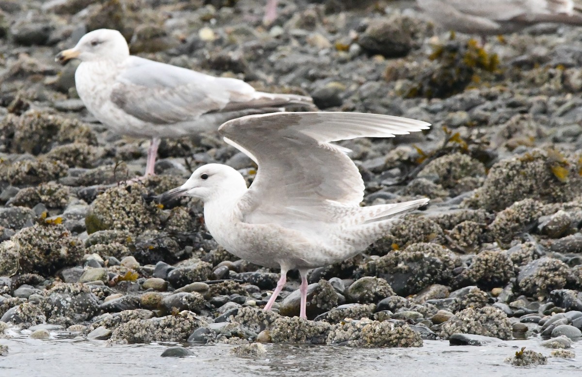 Glaucous x Glaucous-winged Gull (hybrid) - ML632676900