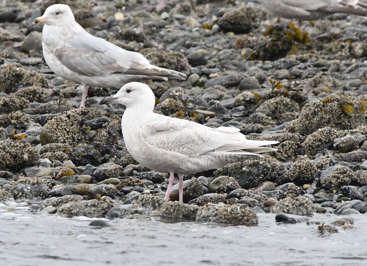 Glaucous x Glaucous-winged Gull (hybrid) - ML632676901