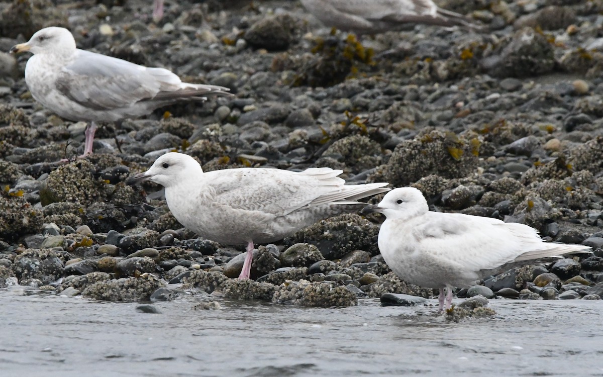 Glaucous x Glaucous-winged Gull (hybrid) - ML632676902
