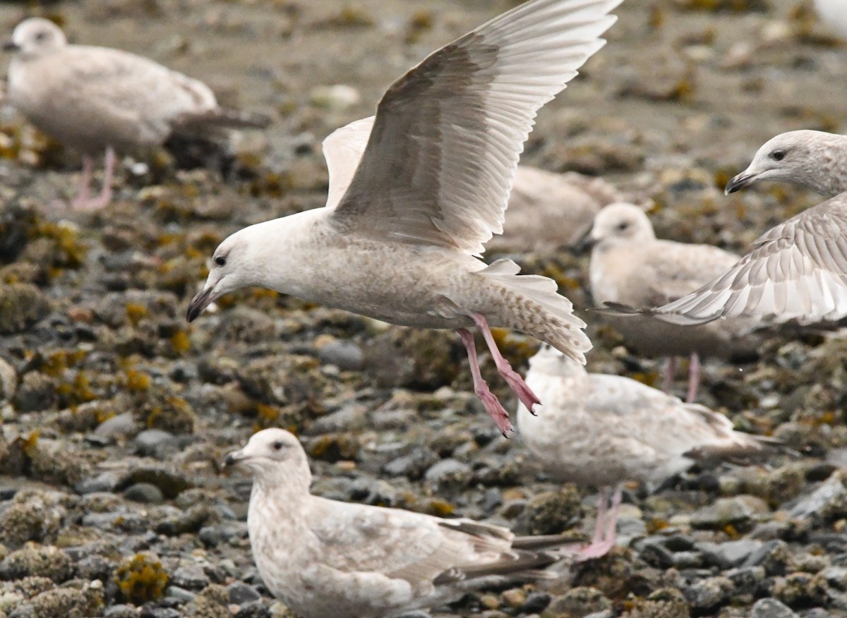 Glaucous x Glaucous-winged Gull (hybrid) - ML632676904