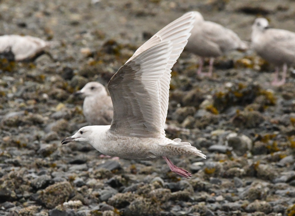 Glaucous x Glaucous-winged Gull (hybrid) - ML632676905