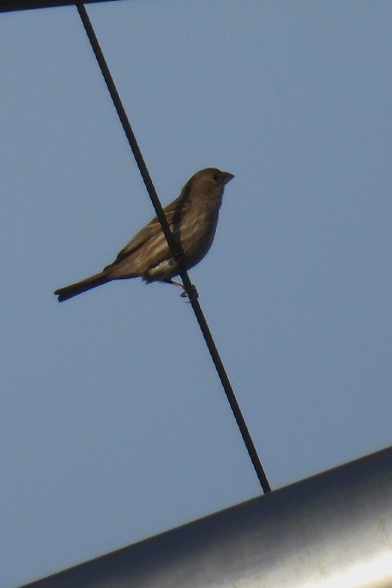 House Finch - ML632676940