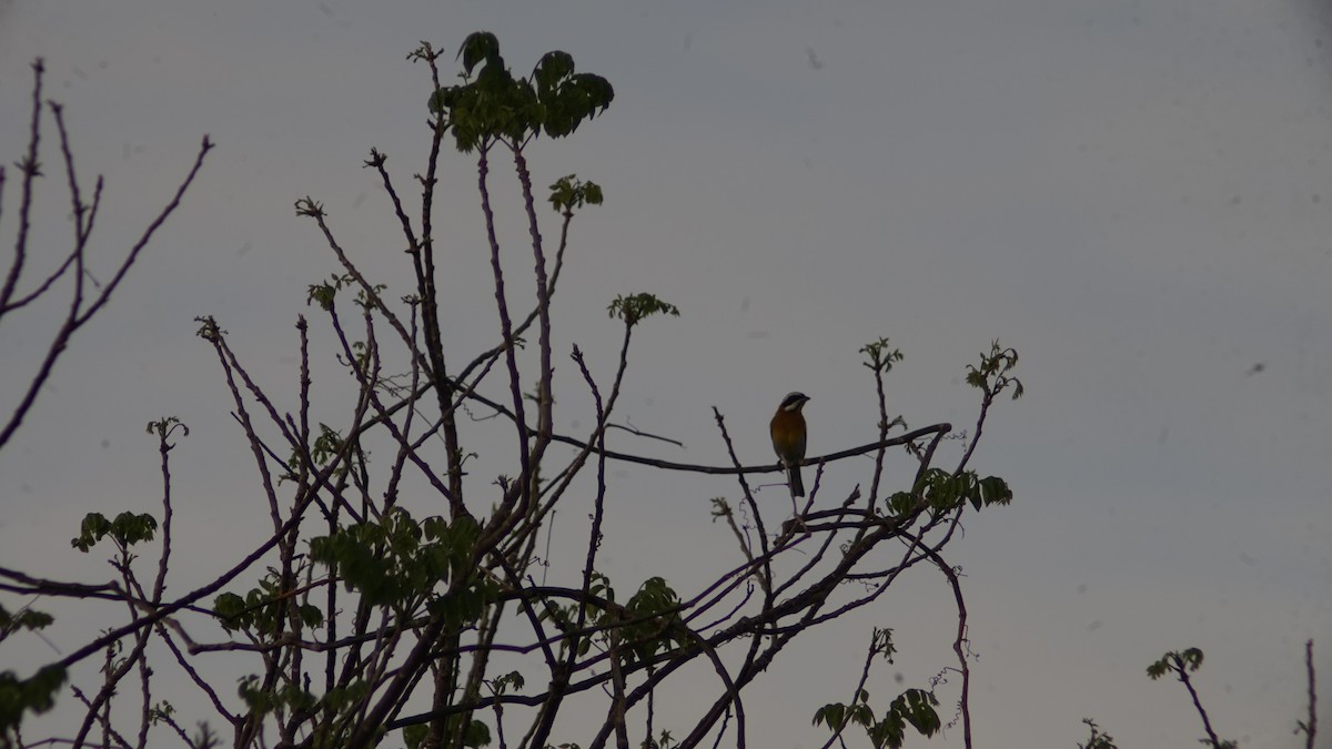 Western Spindalis (Cuban) - ML632677054
