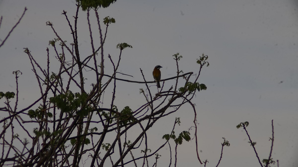 Western Spindalis (Cuban) - ML632677056