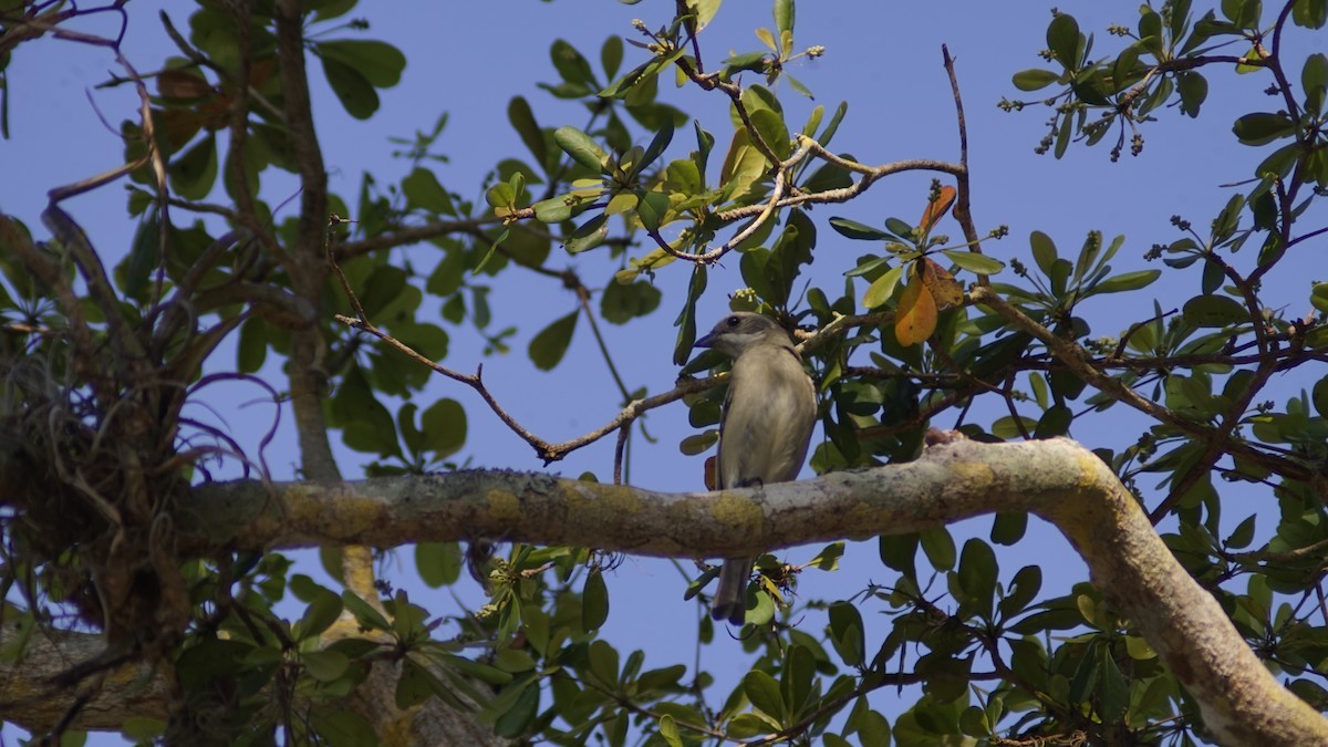 Western Spindalis (Cuban) - ML632677058