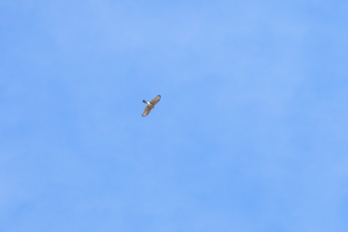 Cooper's Hawk - ML632677078