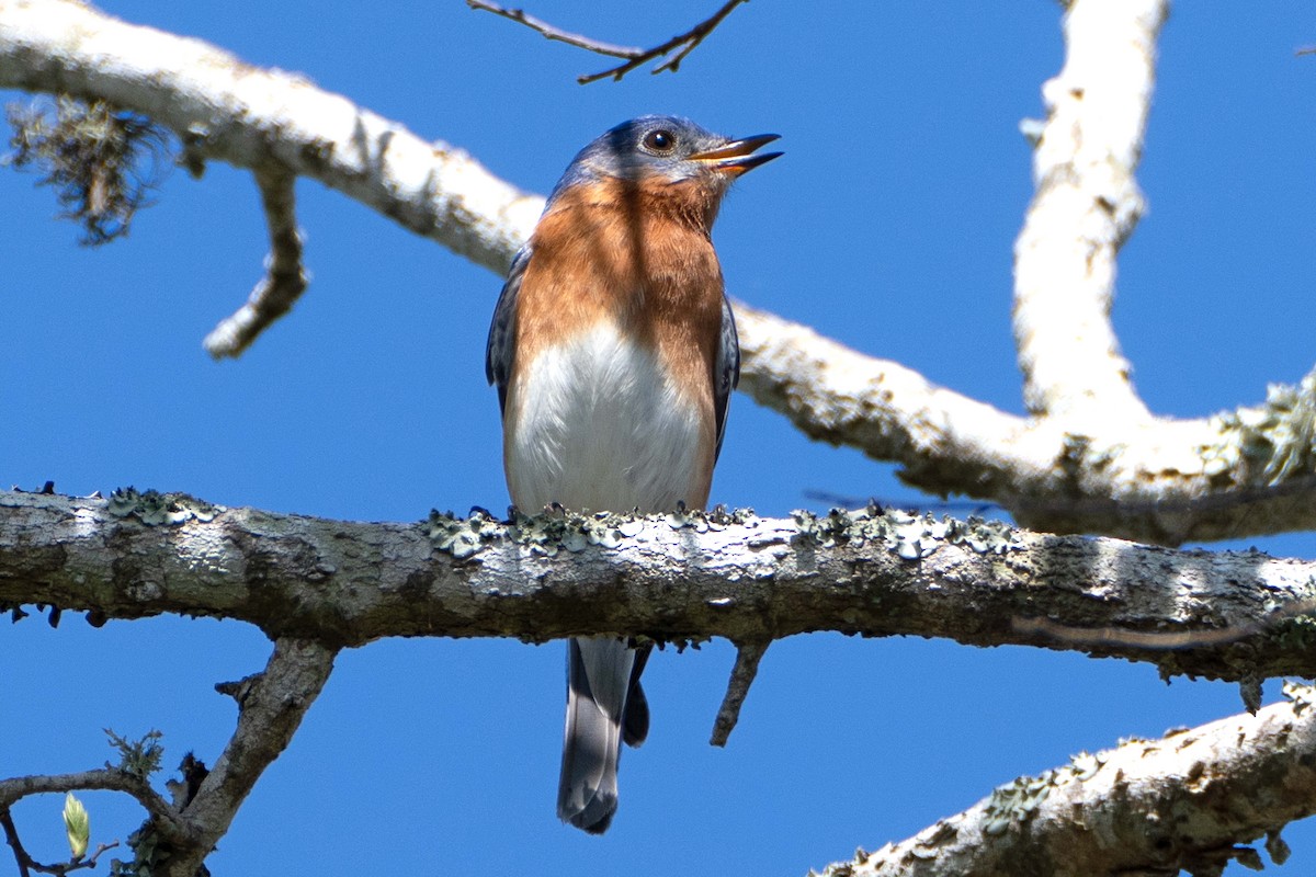 Eastern Bluebird - ML632677081