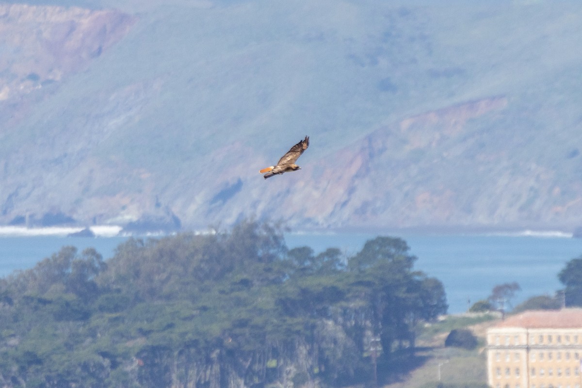 Red-tailed Hawk (calurus/alascensis) - ML632677085