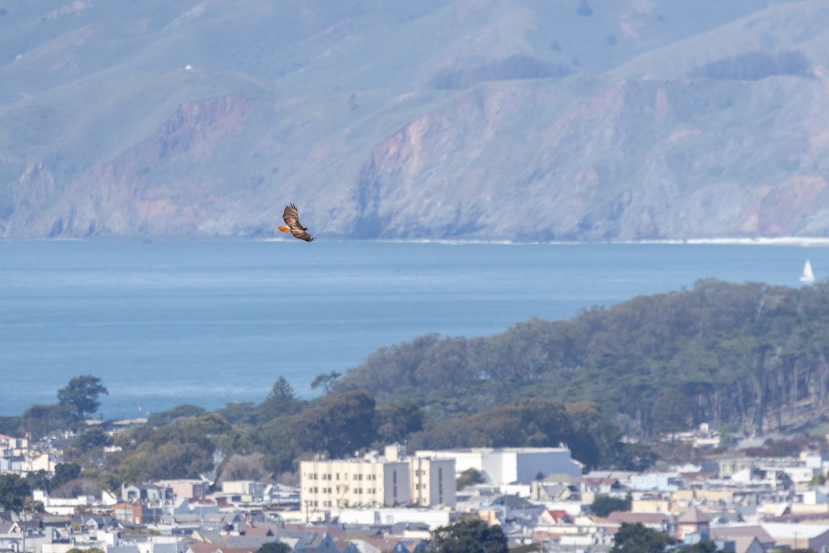 Red-tailed Hawk (calurus/alascensis) - ML632677087