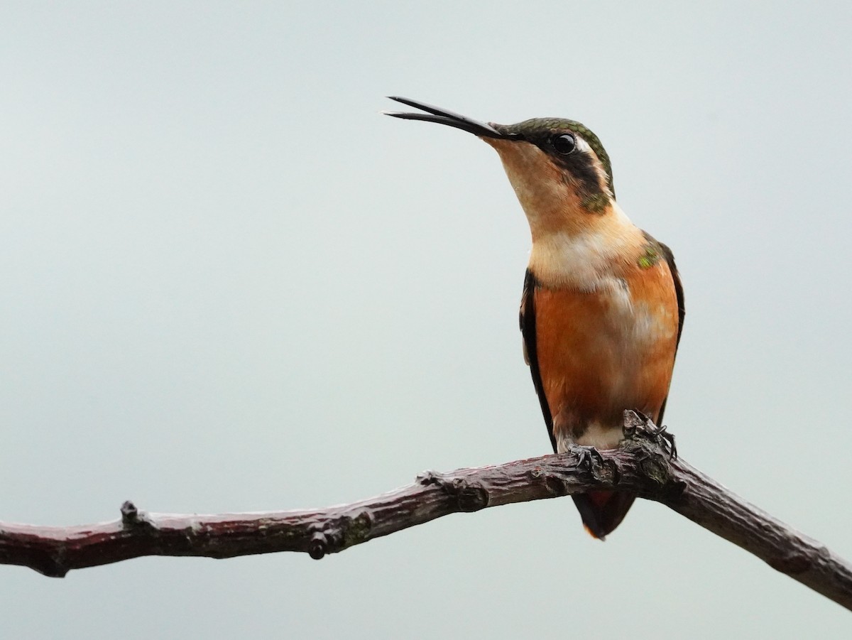 White-bellied Woodstar - ML632677088