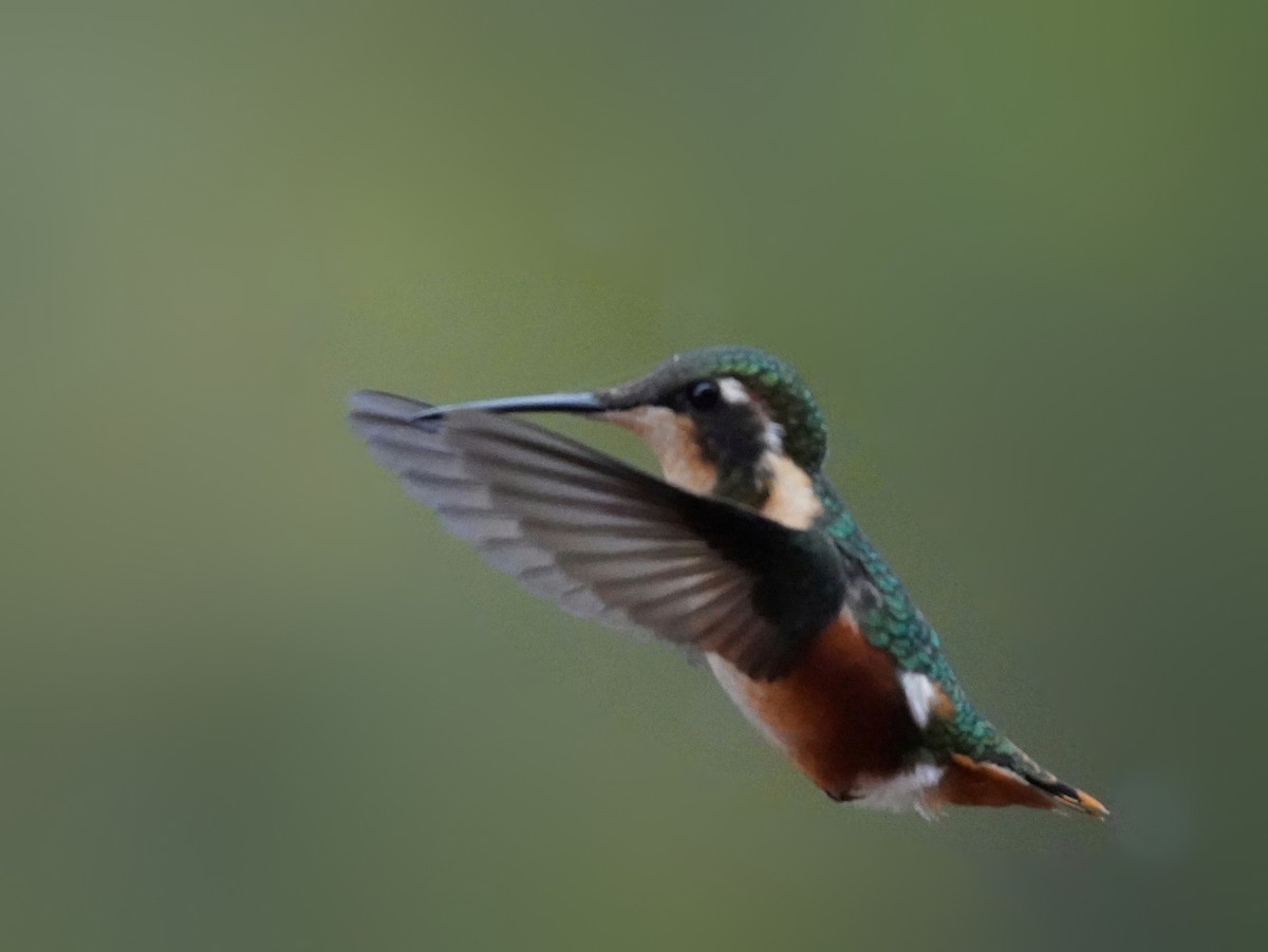 White-bellied Woodstar - ML632677089