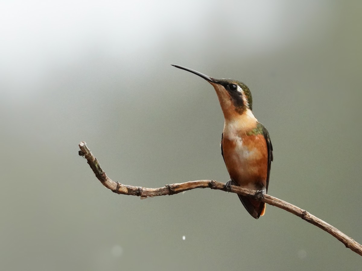White-bellied Woodstar - ML632677090
