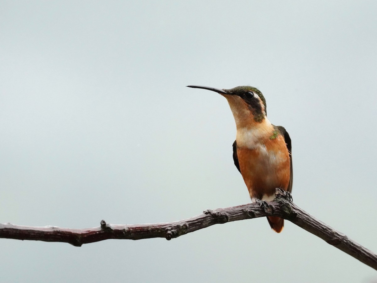White-bellied Woodstar - ML632677091