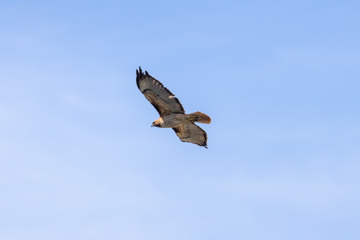 Red-tailed Hawk (calurus/alascensis) - ML632677092