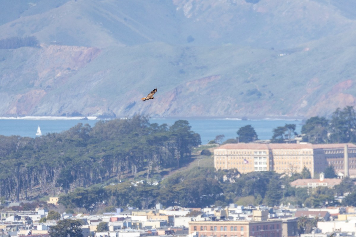 Red-tailed Hawk (calurus/alascensis) - ML632677093