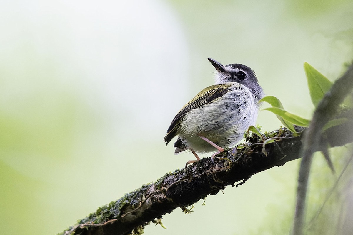 Black-capped Pygmy-Tyrant - ML632677094