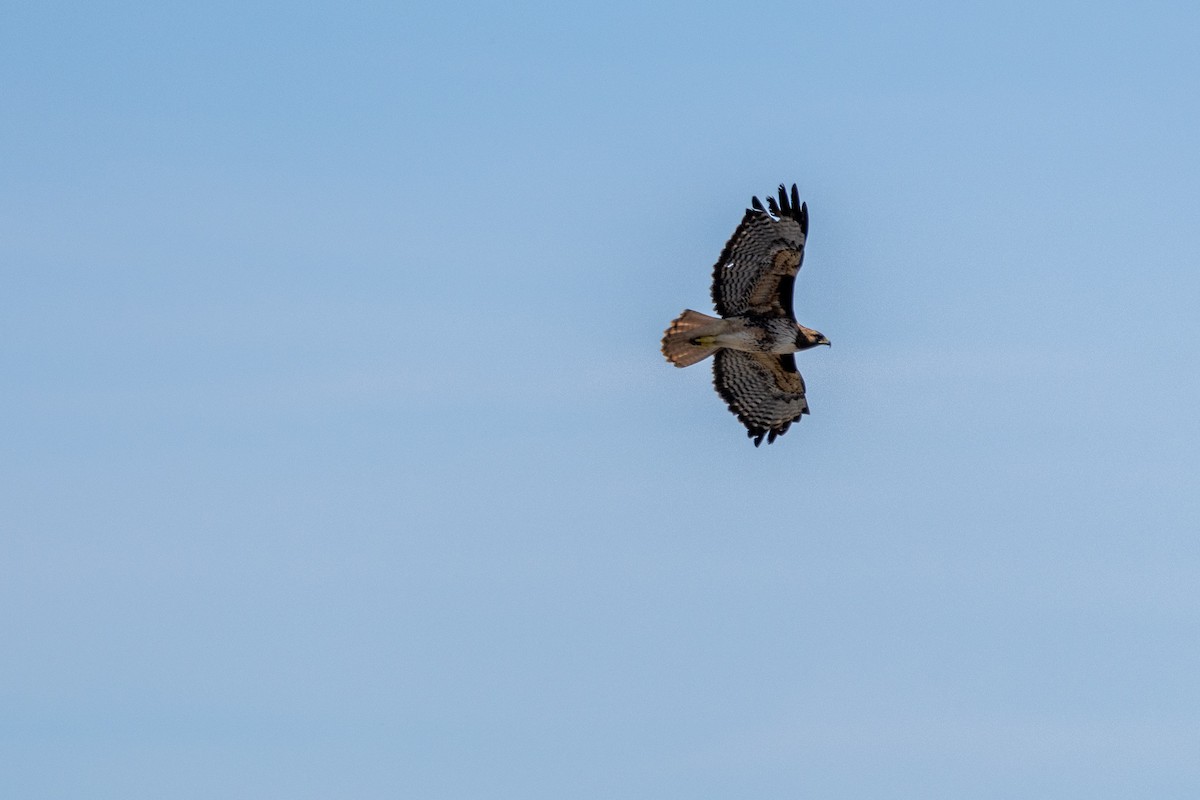 Red-tailed Hawk (calurus/alascensis) - ML632677095