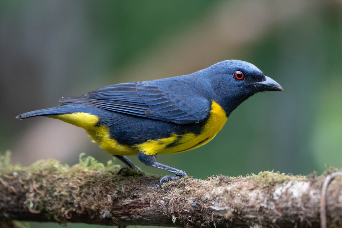 Blue-and-gold Tanager - ML632677098
