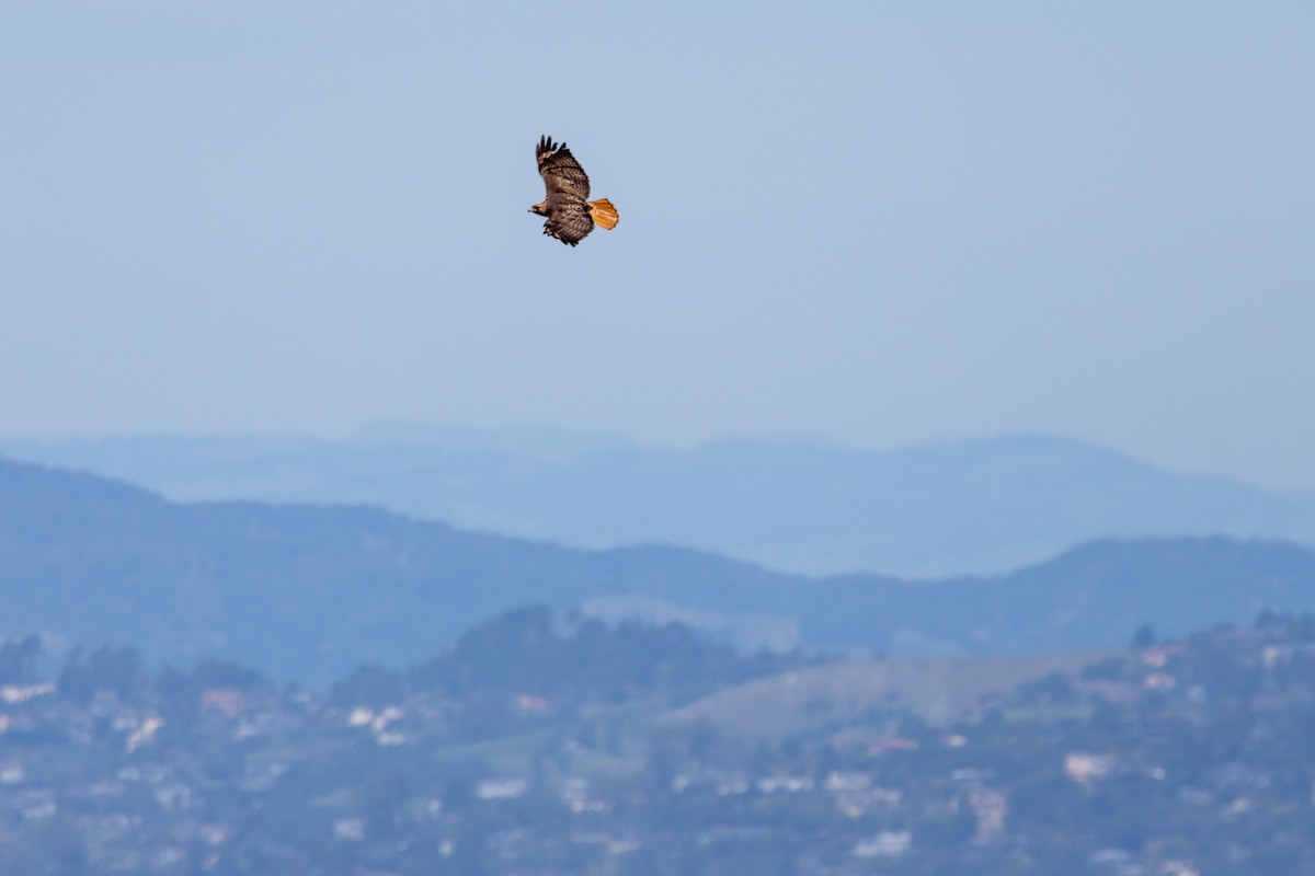 Red-tailed Hawk (calurus/alascensis) - ML632677103