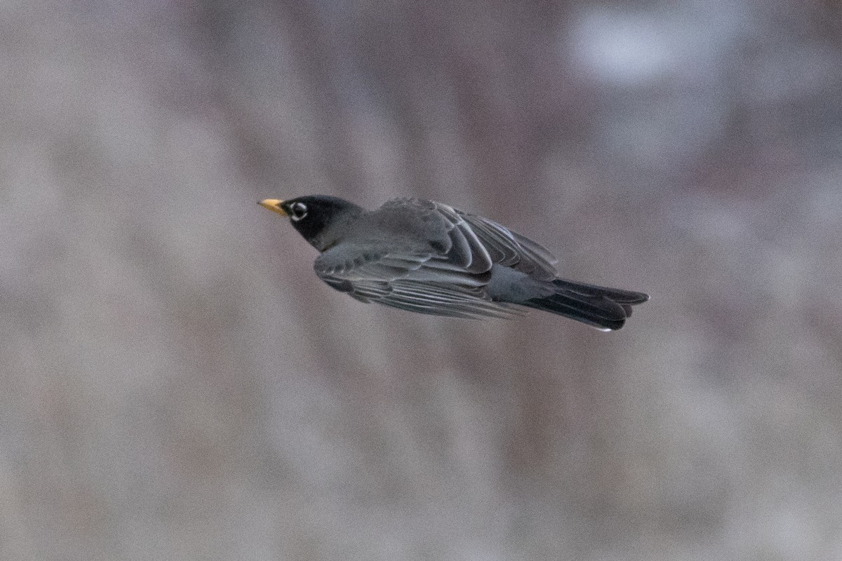 American Robin - ML632677104