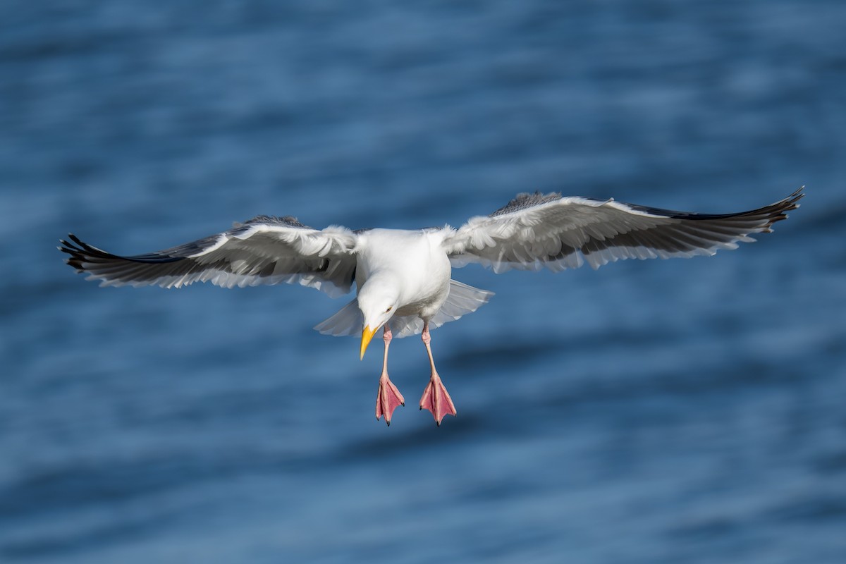 Western Gull - ML632677105