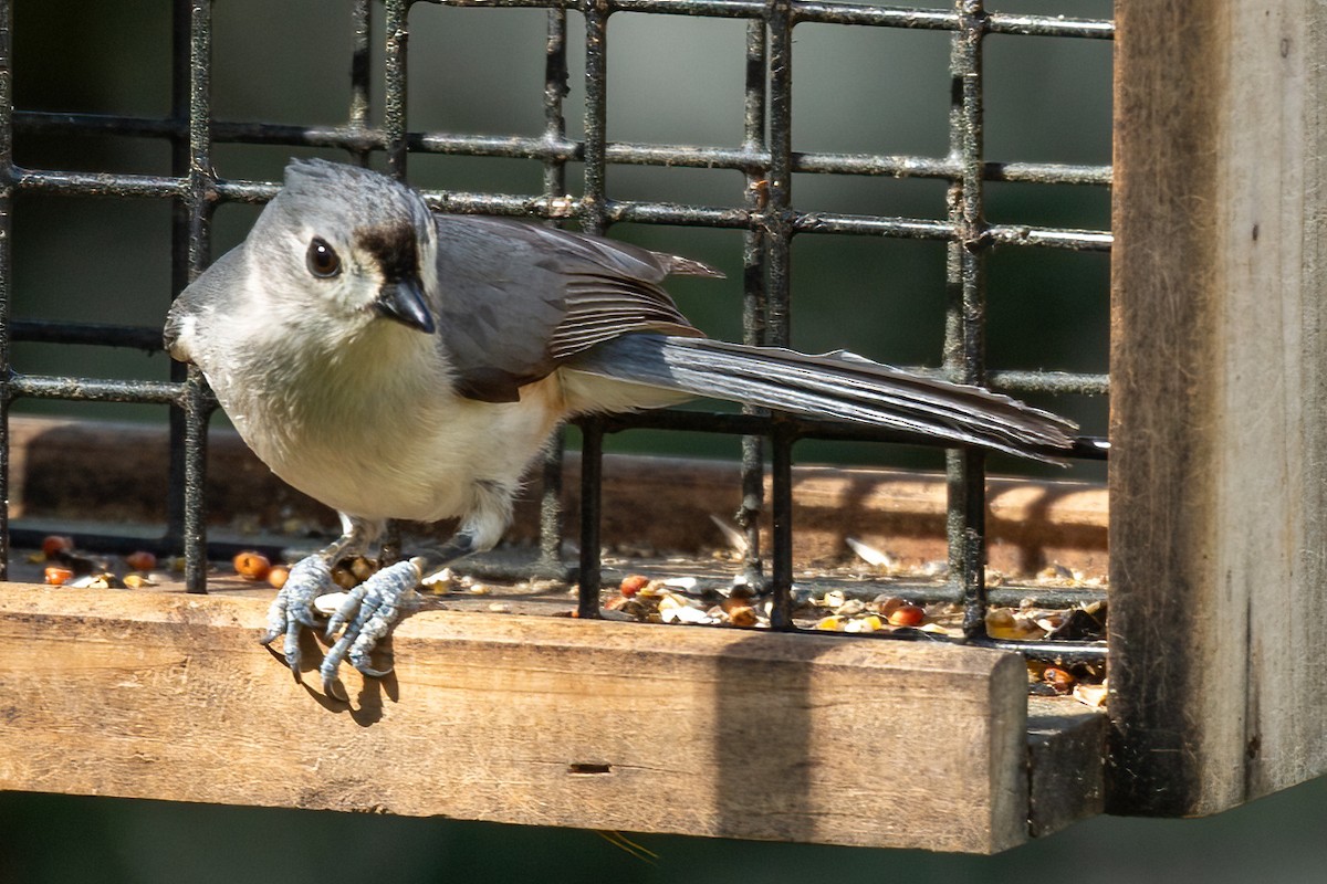 Tufted Titmouse - ML632677173