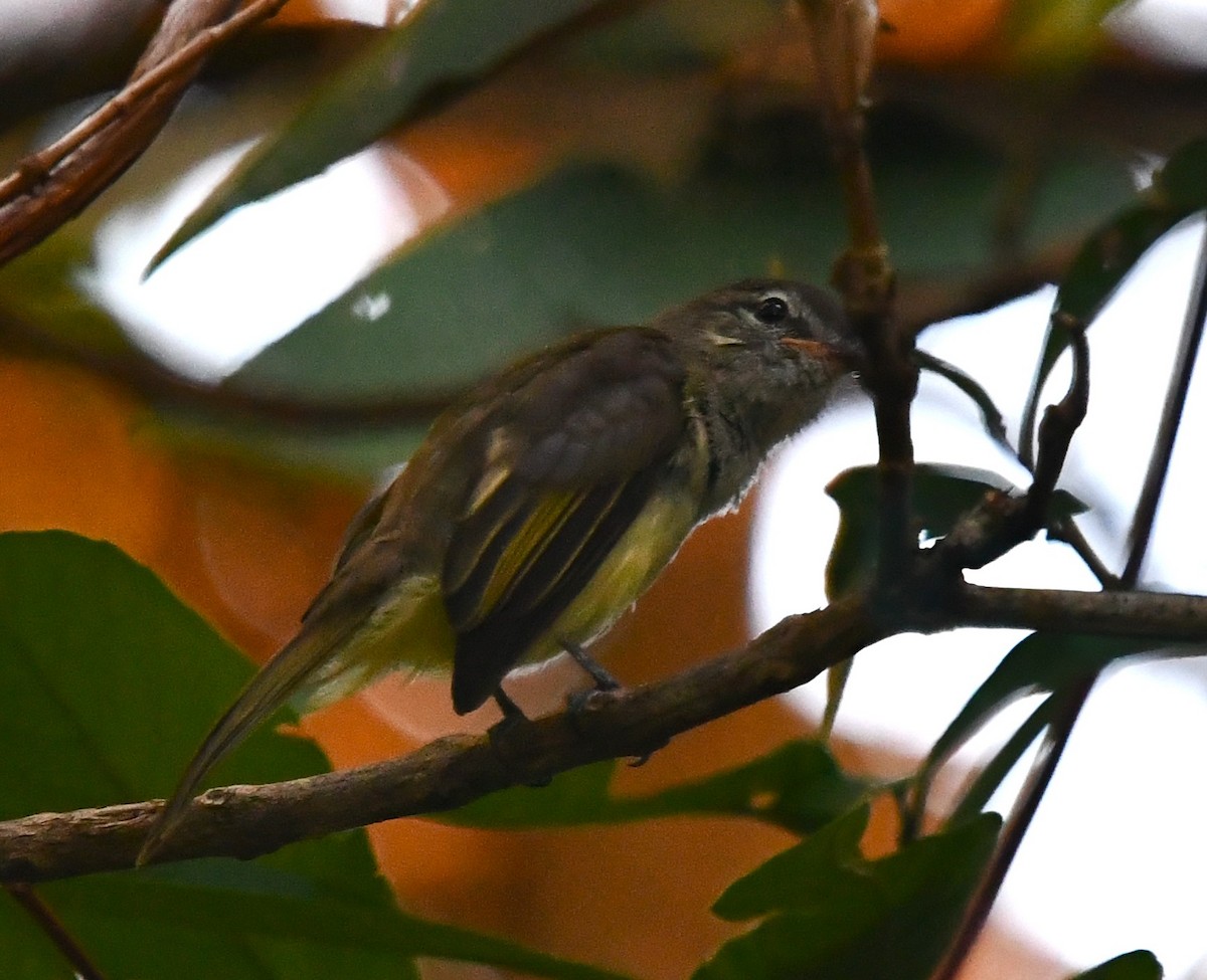 Greenish Elaenia - ML632677196