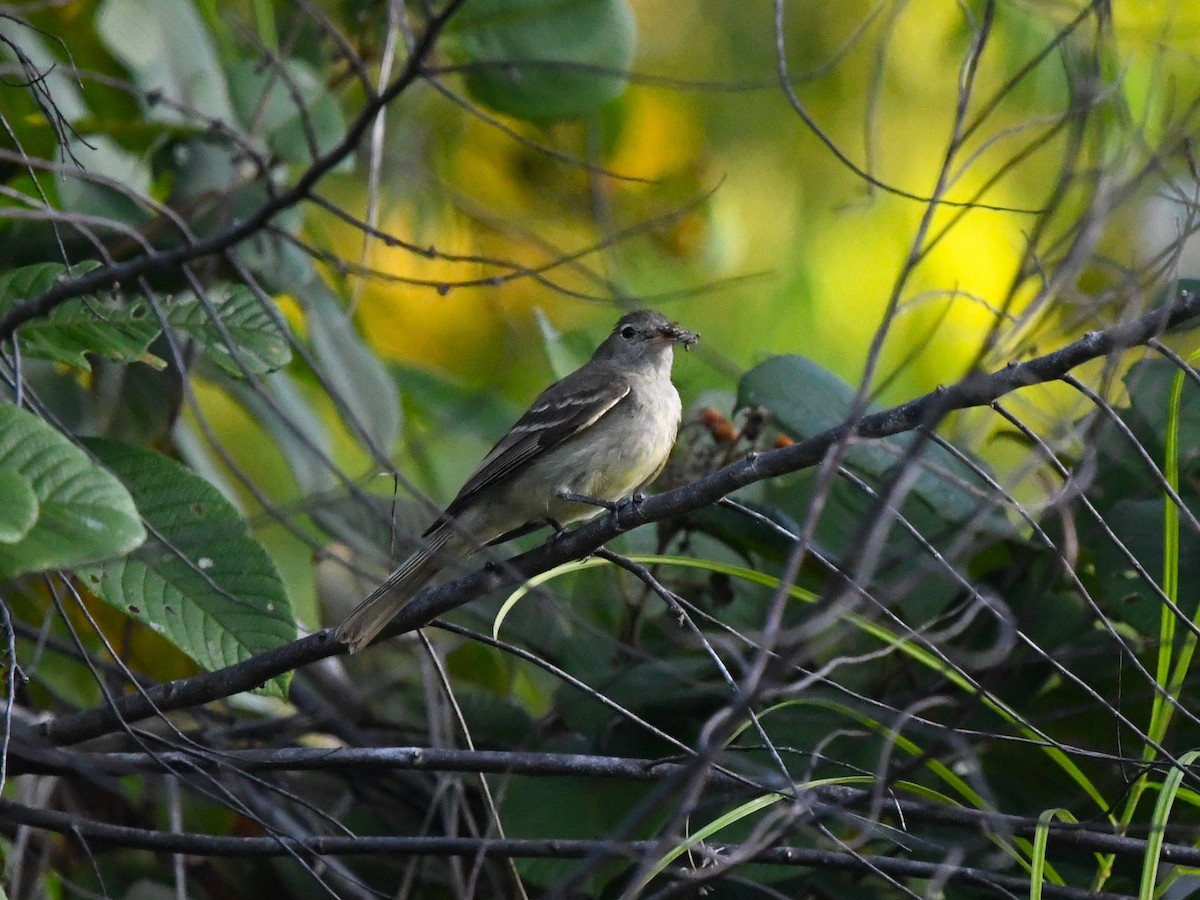 Lesser Elaenia - ML632677331