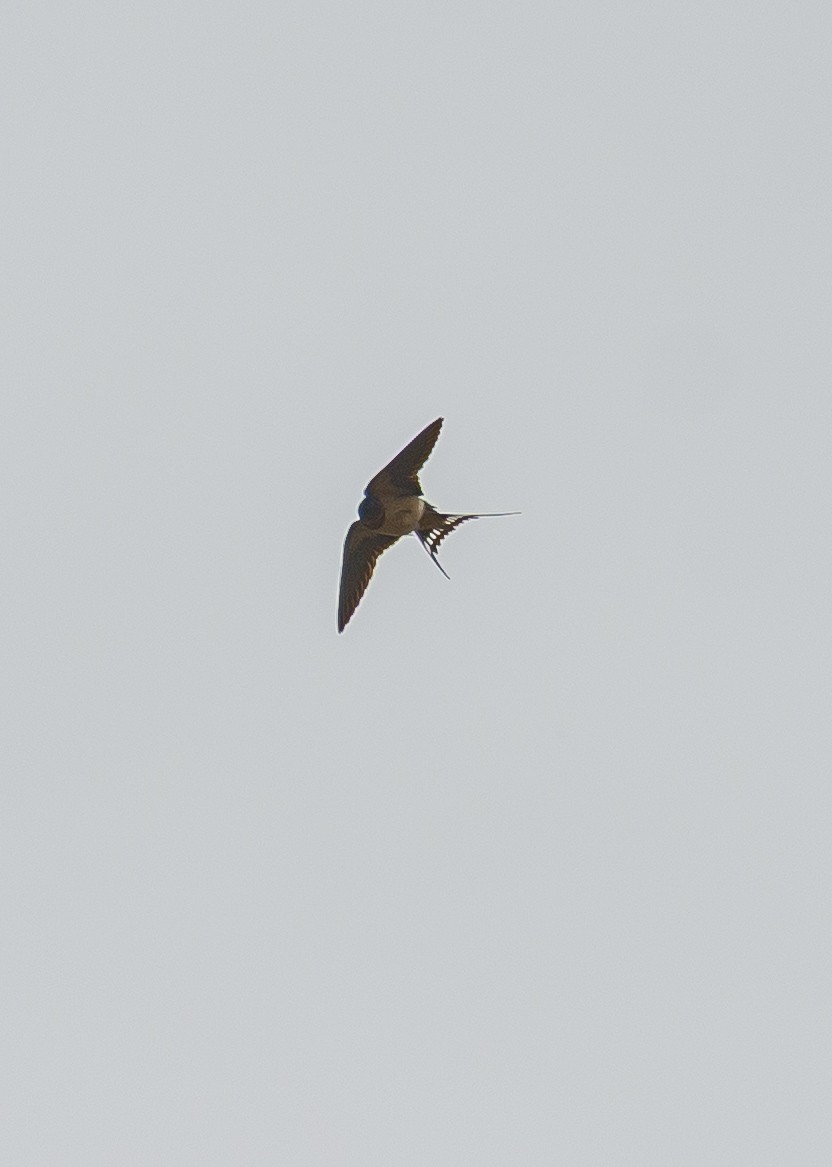 Golondrina Común - ML632677519