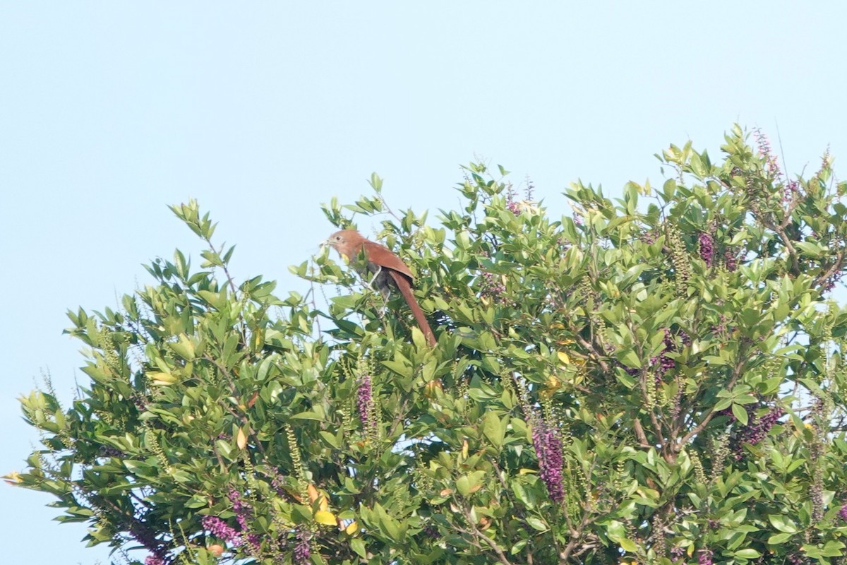 Squirrel Cuckoo - ML632677554