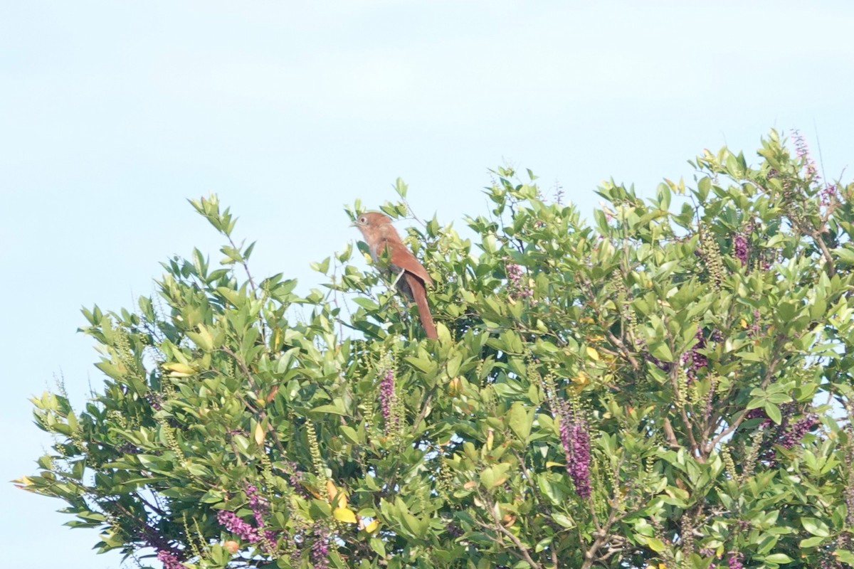 Squirrel Cuckoo - ML632677555