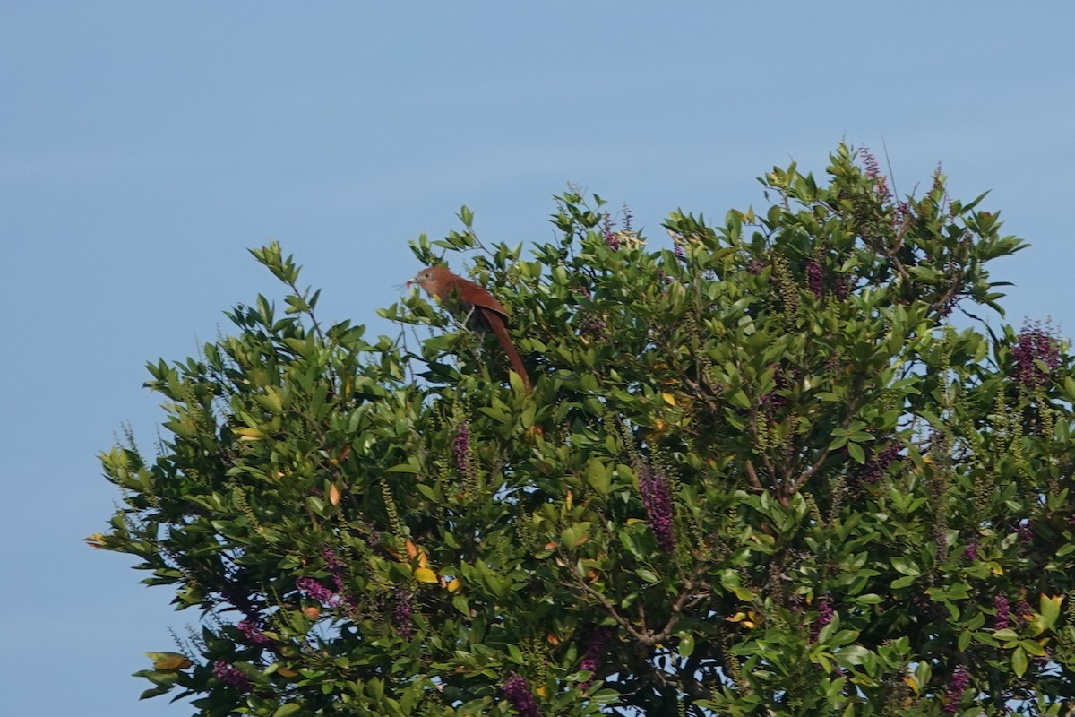 Squirrel Cuckoo - ML632677568